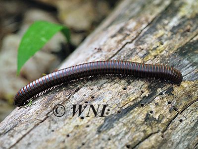 American Giant Millipede (Narceus americanus)